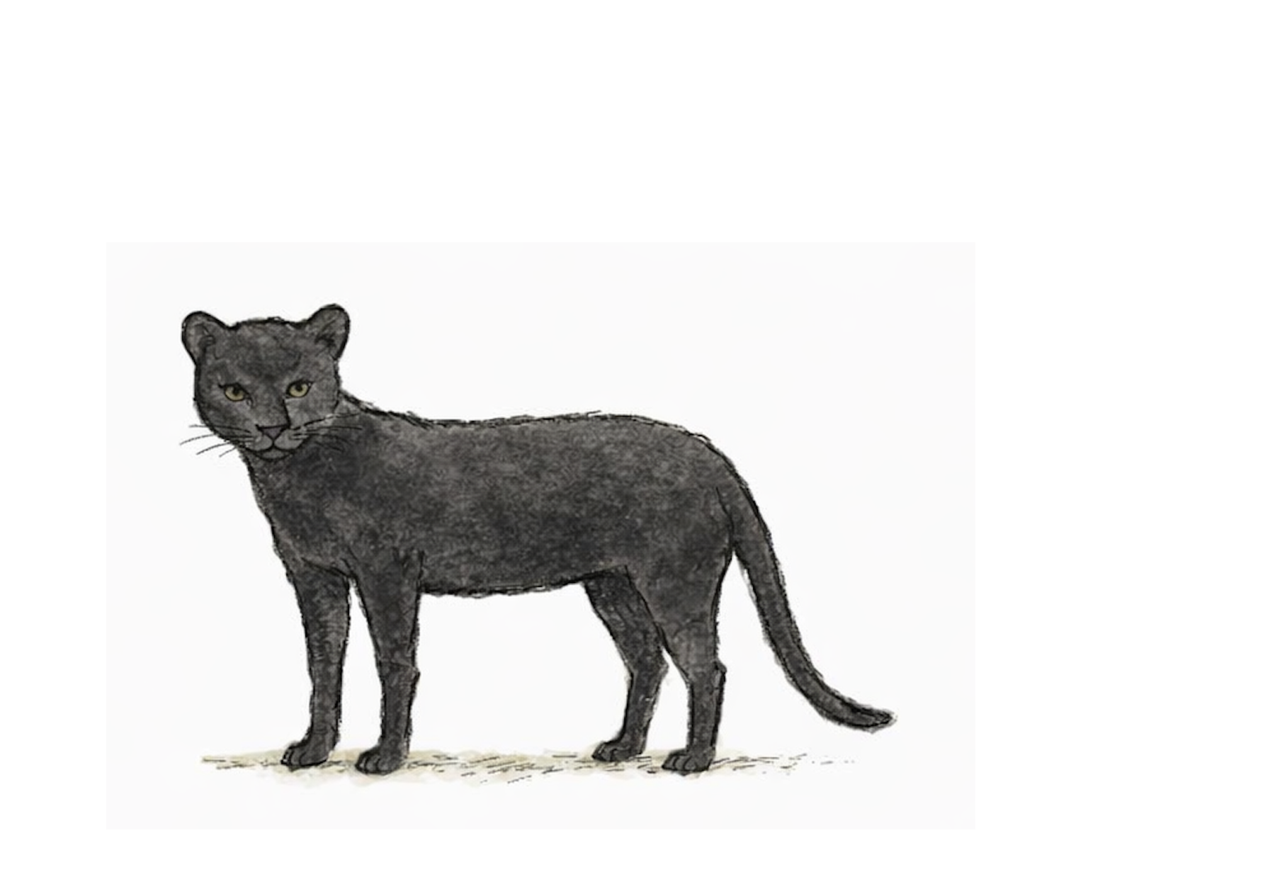 Illustration of a panther from Dali Forest