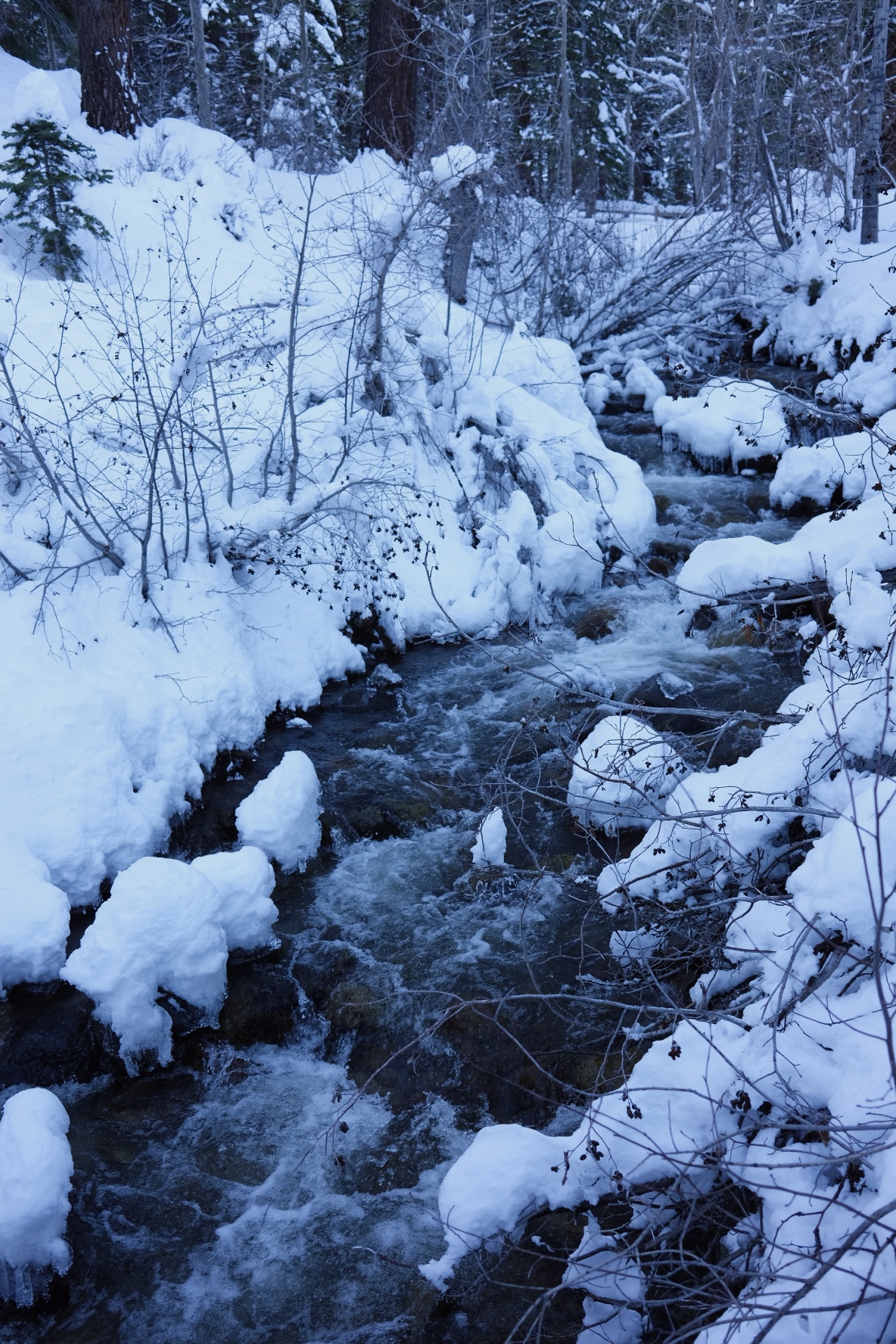 Nature photograph 08 by Genevra Guo