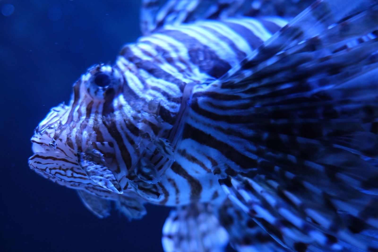 Animals photograph 02 by Genevra Guo
