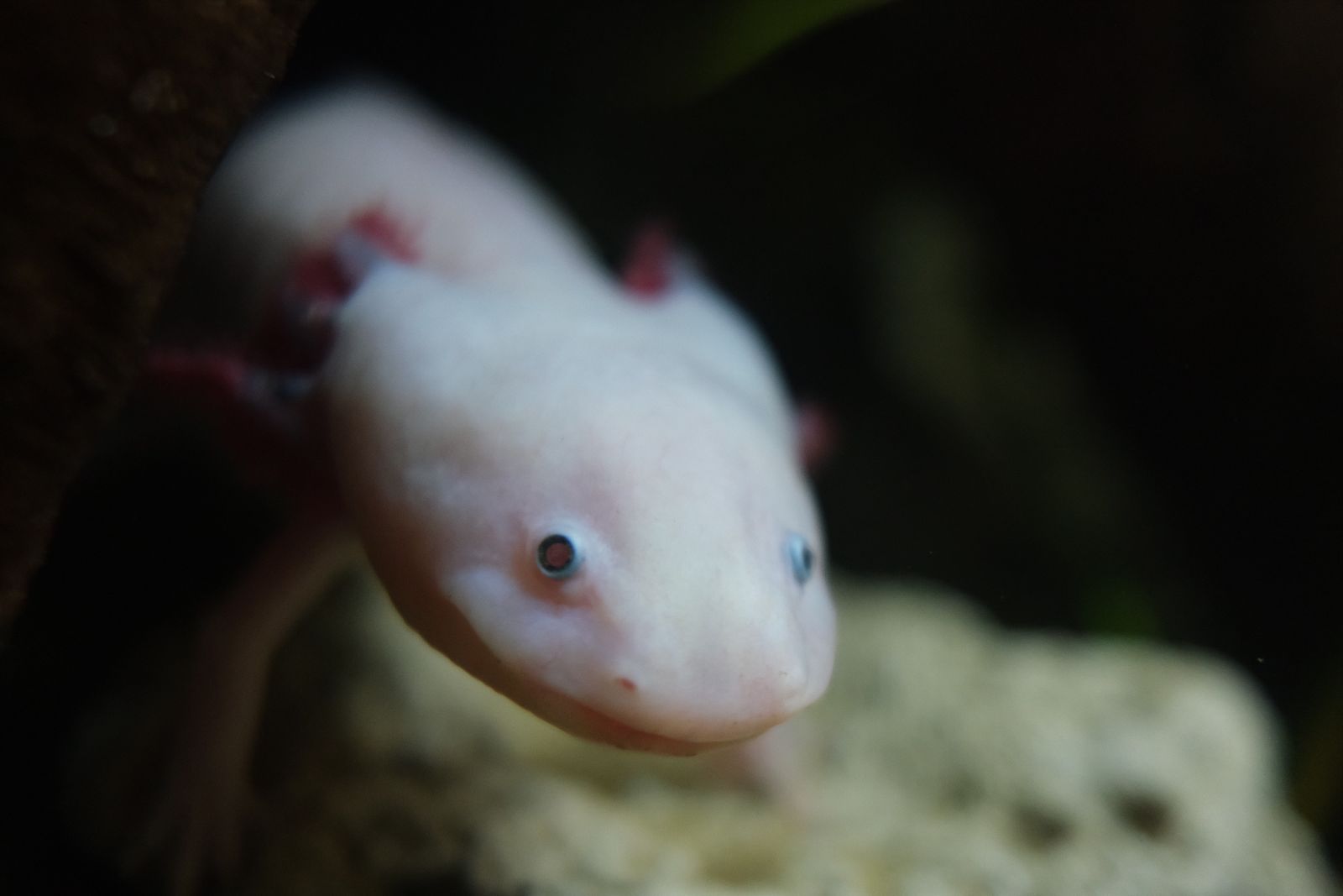 Animals photograph 04 by Genevra Guo