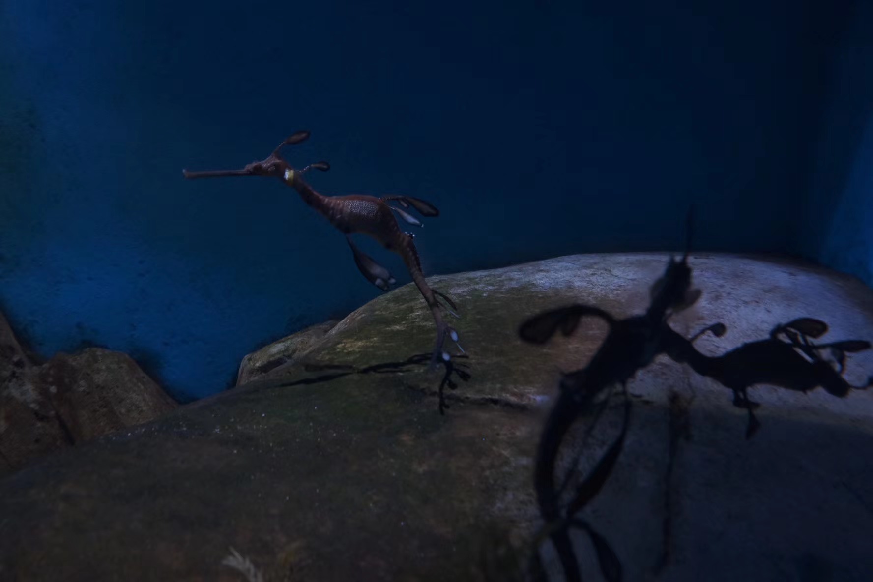 Animals photograph 11 by Genevra Guo