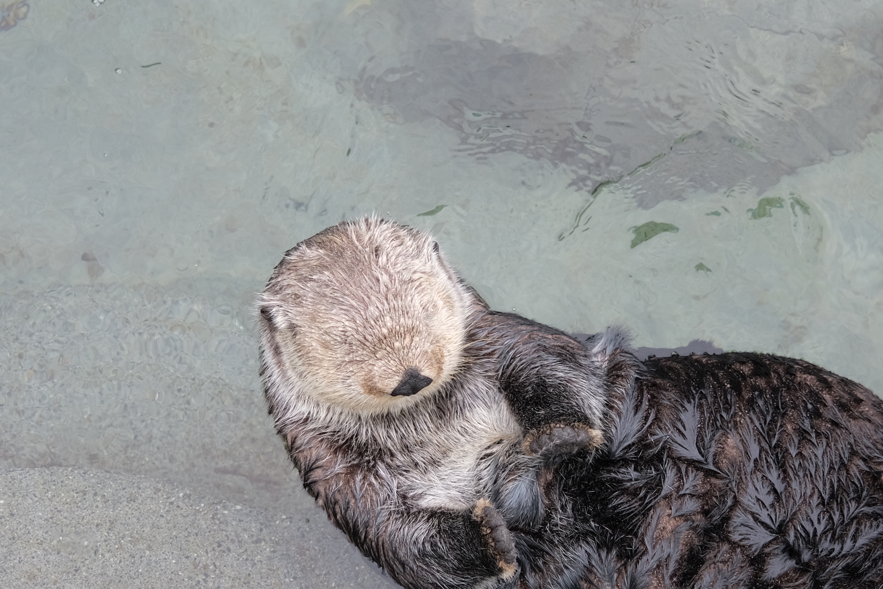 Animals photograph 12 by Genevra Guo