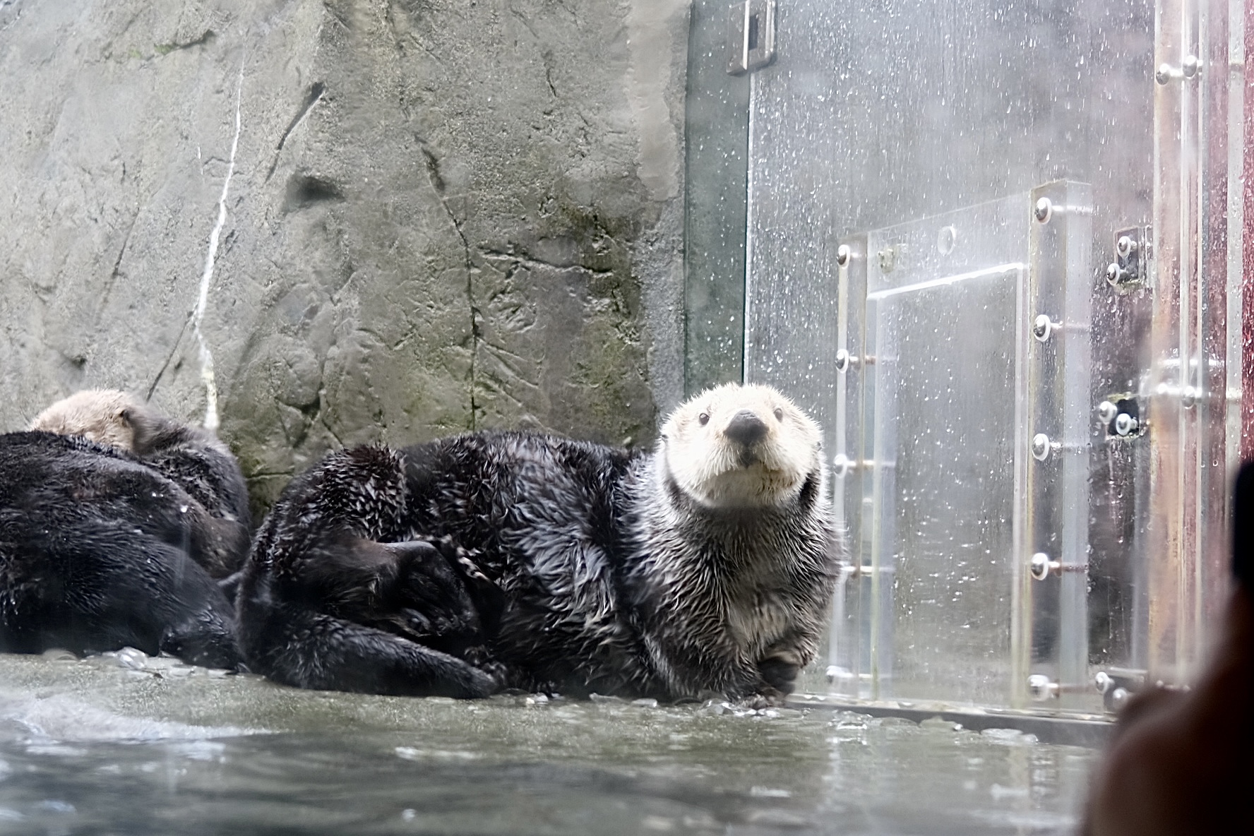 Animals photograph 13 by Genevra Guo