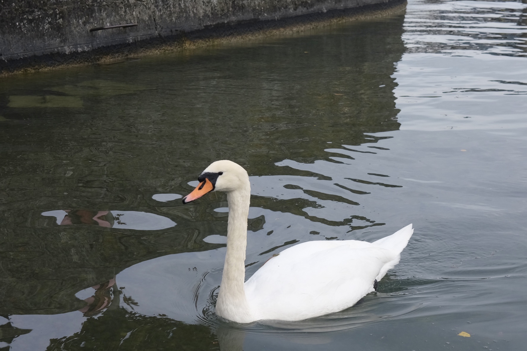 Animals photograph 16 by Genevra Guo