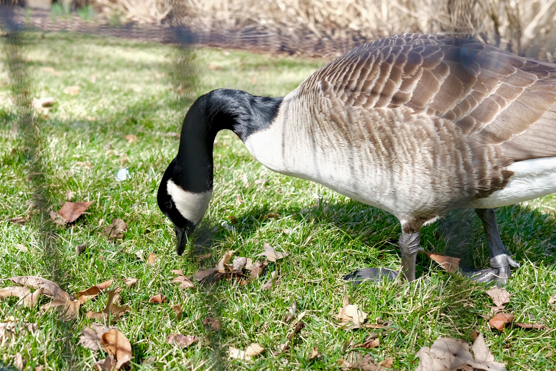 Animals photograph 20 by Genevra Guo